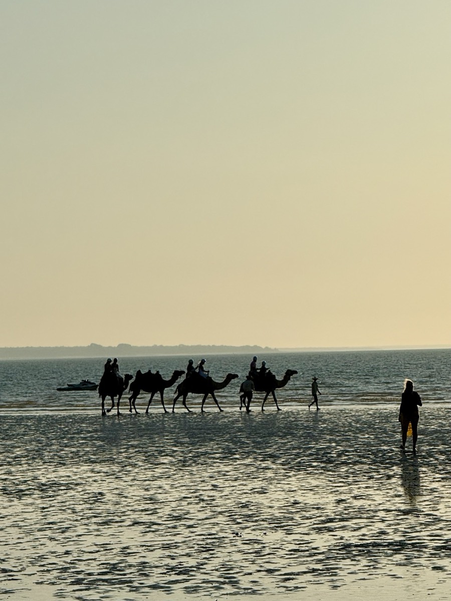Camelos na praia ao pôr do sol em Darwin
