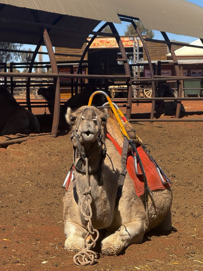 Camelo selado na fazenda de camelos perto de Uluru